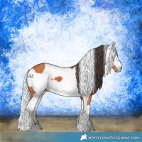 Horse Color:Bay  and Gray Bay 