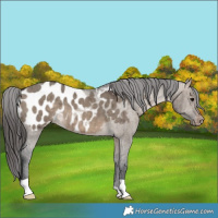 Horse Color:Brown Dun Appaloosa Brindle 