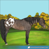 Horse Color:Brown Dun Appaloosa Brindle 