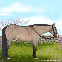 Horse Color:Brown Dun Brindle 