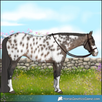 Horse Color:Brown Dun Appaloosa Brindle