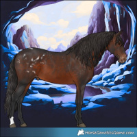 Horse Color:Brown Appaloosa 