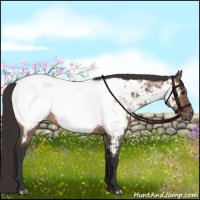 Horse Color:Brown Dun Appaloosa Brindle 
