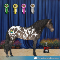 Horse Color:Brown Dun Appaloosa Brindle 