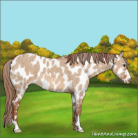 Horse Color:Red Dun Appaloosa Brindle 