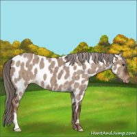Horse Color:Liver Red Dun Appaloosa Brindle 