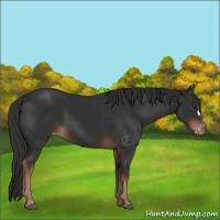 Horse Color:Liver Chestnut Appaloosa 