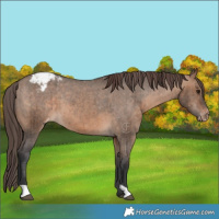 Horse Color:Brown Dun Appaloosa Brindle