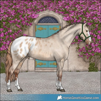 Horse Color:Red Dun Appaloosa Brindle 