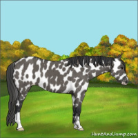 Horse Color:Grullo Appaloosa Brindle 