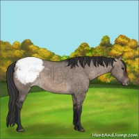 Horse Color:Brown Dun Appaloosa Brindle 
