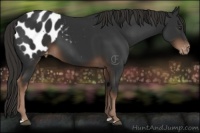 Horse Color:Liver Chestnut Appaloosa 