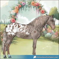 Horse Color:Liver Red Dun Appaloosa Brindle 