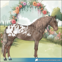 Horse Color:Liver Red Dun Appaloosa Brindle 