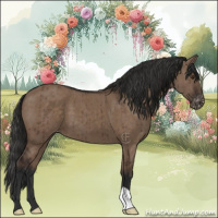 Horse Color:Liver Red Dun Appaloosa Brindle 