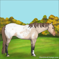Horse Color:Bay Dun Appaloosa Brindle 