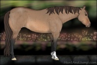 Horse Color:Bay Dun Appaloosa Brindle 