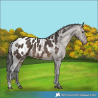 Horse Color:Brown Dun Appaloosa Brindle 