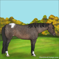 Horse Color:Brown Dun Appaloosa Brindle 