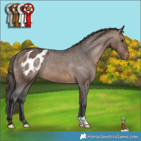 Horse Color:Brown Dun Varnish Brindle 