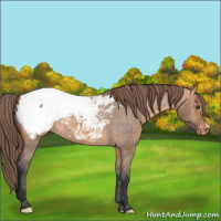 Horse Color:Bay Dun Appaloosa Brindle 