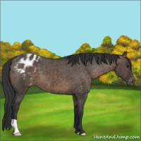 Horse Color:Brown Dun Appaloosa Brindle 