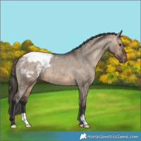 Horse Color:Brown Dun Varnish Brindle 