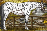 Horse Color:Brown Appaloosa 