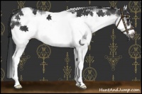 Horse Color:White Spotted Brown Frame 