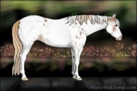 Horse Color:White Spotted Chestnut Appaloosa Rabicano 