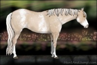 Horse Color:White Spotted Silver Grullo Roan Pearl Appaloosa Rabicano 