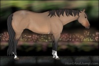 Horse Color:Bay Dun Tobiano 