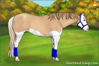 Horse Color:Gold Champagne Splash 