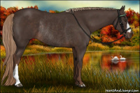 Horse Color:Liver Chestnut Rabicano 