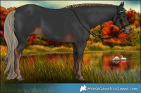 Horse Color:Liver Chestnut Rabicano 