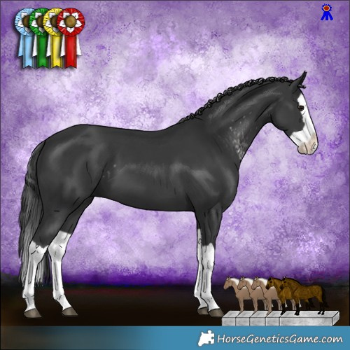 Horse Color:White Spotted Black Mushroom  and Black Splash 