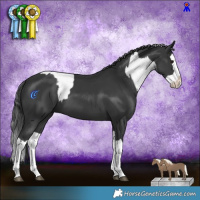 Horse Color:White Spotted Black Mushroom  and Black Splash 
