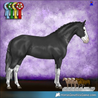 Horse Color:White Spotted Black Mushroom and Black Splash