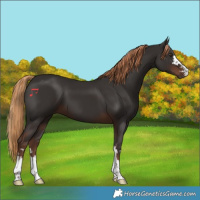 Horse Color:Liver Chestnut 