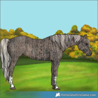 Horse Color:Black  and Silver Black 