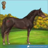 Horse Color:Liver Chestnut 