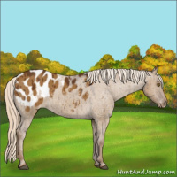 Horse Color:Chocolate Palomino Dun Appaloosa Brindle 