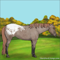 Horse Color:Liver Red Dun Appaloosa Brindle 