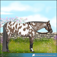 Horse Color:Liver Red Dun Appaloosa Brindle 