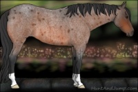Horse Color:Brown Roan