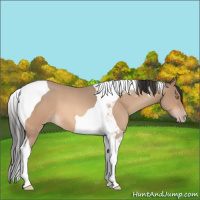 Horse Color:Amber Champagne Roan Tobiano 