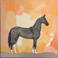Horse Color:Grullo 