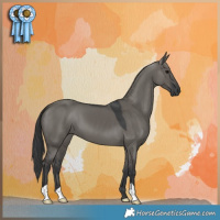 Horse Color:Grullo 