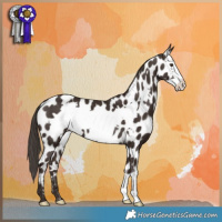 Horse Color:Liver Chestnut Frame Appaloosa 