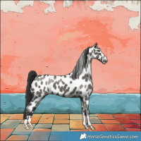 Horse Color:Grullo Appaloosa 